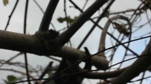 Pruning kiwi trees in the month of December in Galicia, Spain Stock Footage 236941395