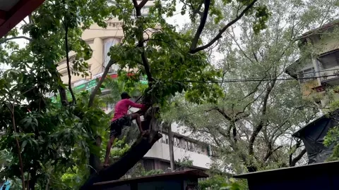Pruning a large tree after a storm in the city Stock Footage 338171533