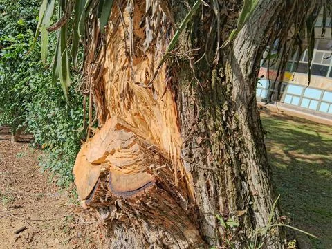 Pruning to a large tree trunk. Foto stock