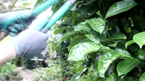 Pruning A Laurel Bush With A Pair Of Shears 스톡 동영상 138043605