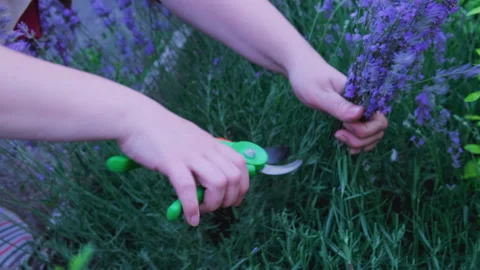 Pruning lavender bushes in spring or autumn Stock Footage 244705675
