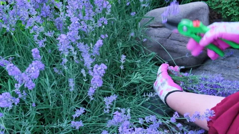 Pruning lavender bushes in spring or autumn Stock Footage 244705771
