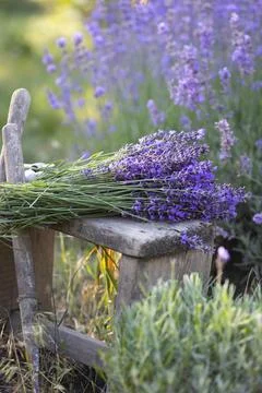 A pruning lavender Foto stock