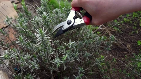 Pruning lavender plant with shears in a garden during springtime Stock Footage 333583069