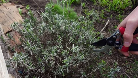 Pruning lavender plant with shears in a garden during springtime Stock Footage 333583090