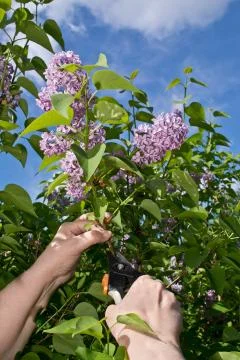 Pruning Lilac Stock Photos