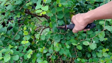 Pruning a Lush Green Bush with Handheld Shears in a Garden Setting Stock Footage 321117037