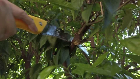 Pruning a mandarin tree1 Stock Footage 196168811