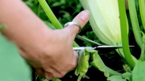 Pruning the marrow at crop time. Close up MS shot Video stock 74734778