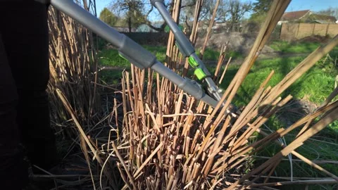 Pruning miscanthus grass with garden shear. Stock Footage 330949481