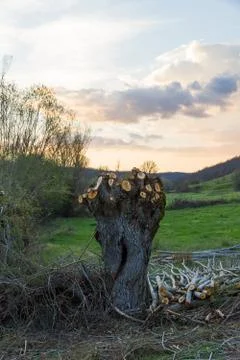 Pruning newly Willow 스톡 사진