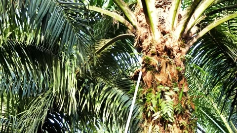 Pruning Oil Palm Tree Fronds in a Plantation for Maintenance and Harvest 스톡 동영상 331251495