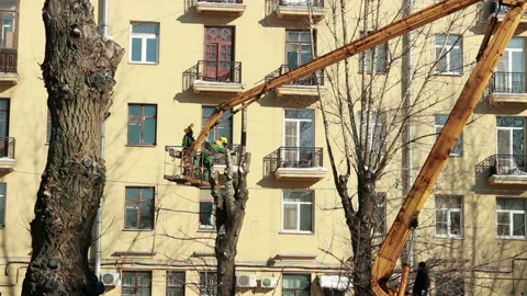 Pruning old high trees in the city Stock Footage 87091691