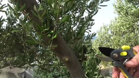 Pruning olive tree Stock Footage 165569205