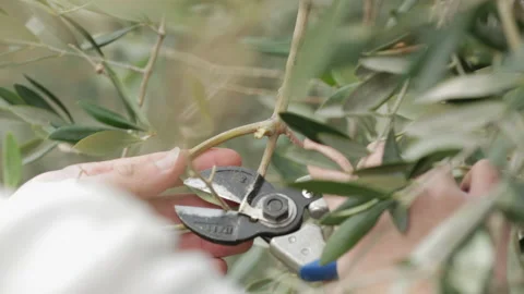 Pruning olive trees with shears Stock Footage 147037134
