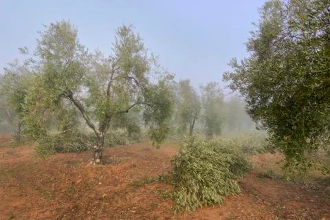 Pruning or felling of olive branches accumulated in the center for their remo Stock Photos