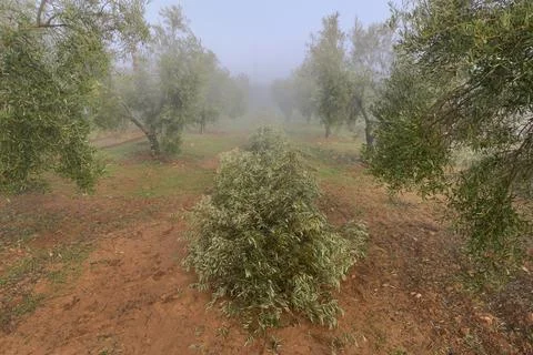 Pruning or felling of olive branches accumulated in the center for their remo Stock Photos