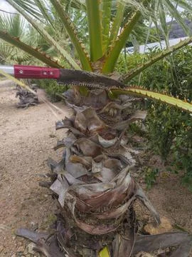 Pruning palms tree with extendable pole handsaw Stock Photos