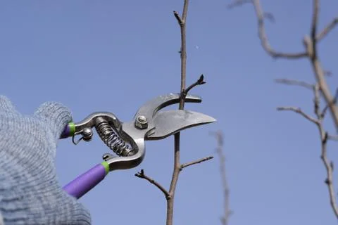Pruning pear branches pruners. Foto stock
