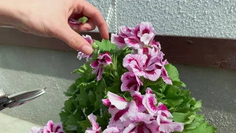 Pruning Pelargonium Flowers 库存影片 152797835
