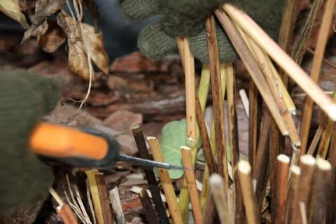 Pruning peony leaves preparing it for wintering with a garden secateurs in .. Foto stock