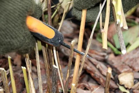 Pruning peony leaves preparing it for wintering with a garden secateurs Stock Photos