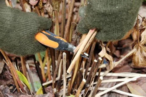 Pruning peony leaves preparing it for wintering with a garden secateurs Stock Photos
