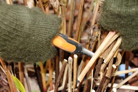 Pruning peony leaves preparing it for wintering with a garden secateurs Stock Photos