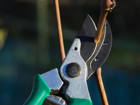 Pruning Stock Photos