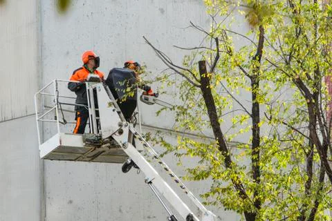 Pruning Foto stock