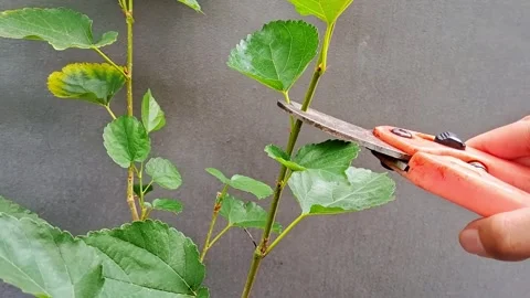 Pruning Plant of Mulberry Stock Footage 299279023
