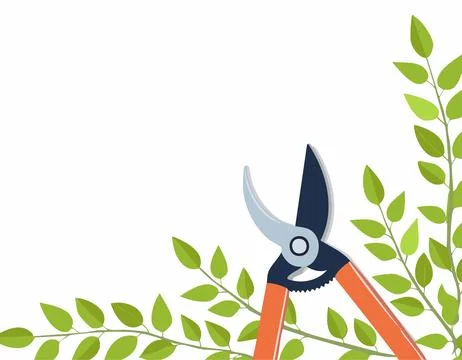 Pruning plant with pruning shears on white background, copy space, home gar.. Stock Illustration