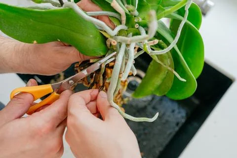 Pruning plant roots Photos