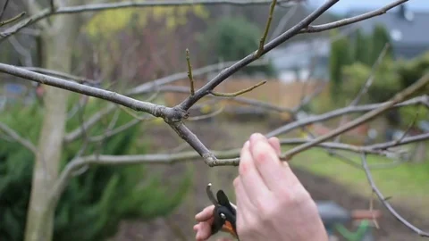 Pruning plants in the garden 스톡 동영상 82745846