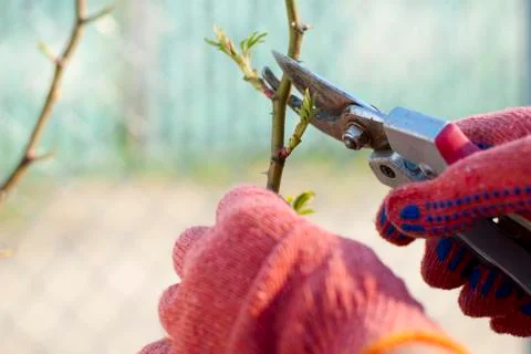 Pruning plants Stock Photos