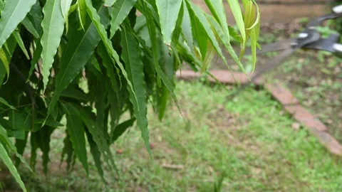 Pruning Polyalthia longifolia tree with big scissors. Stock Footage 313142995