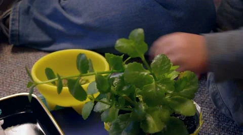 Pruning Potted Plant Close-up Shot Stock Footage 46639308