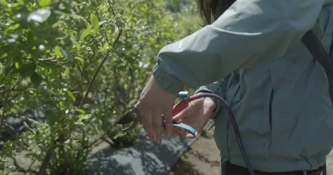 Pruning process in agriculture 스톡 동영상 229668303