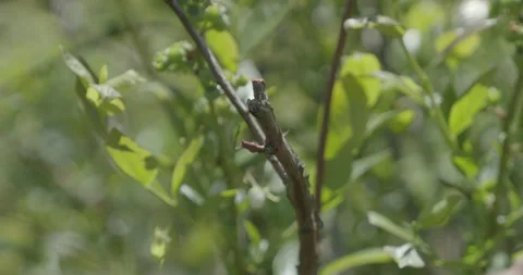 Pruning process in agriculture 스톡 동영상 229668417