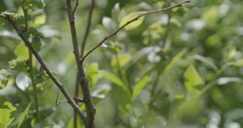 Pruning process in agriculture 스톡 동영상 229668569