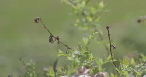 Pruning process in agriculture 스톡 동영상 229725412