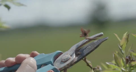 Pruning process in agriculture 스톡 동영상 229725746