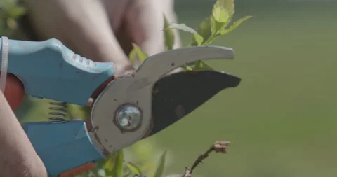 Pruning process in agriculture Video stock 229725872