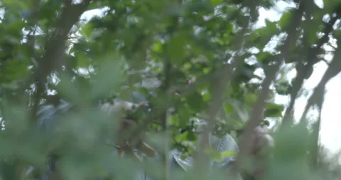 Pruning process in agriculture Video stock 229726445