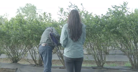 Pruning process in agriculture Video stock 229726526