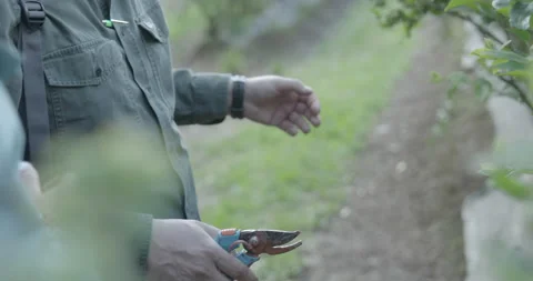 Pruning process in agriculture Video stock 229726714