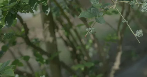 Pruning process in agriculture Video stock 229726818