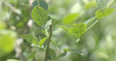 Pruning process in agriculture Video stock 229726821