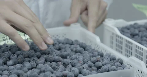 Pruning process in agriculture Video stock 229736344