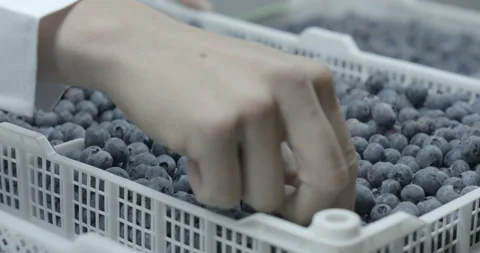 Pruning process in agriculture Video stock 229736526